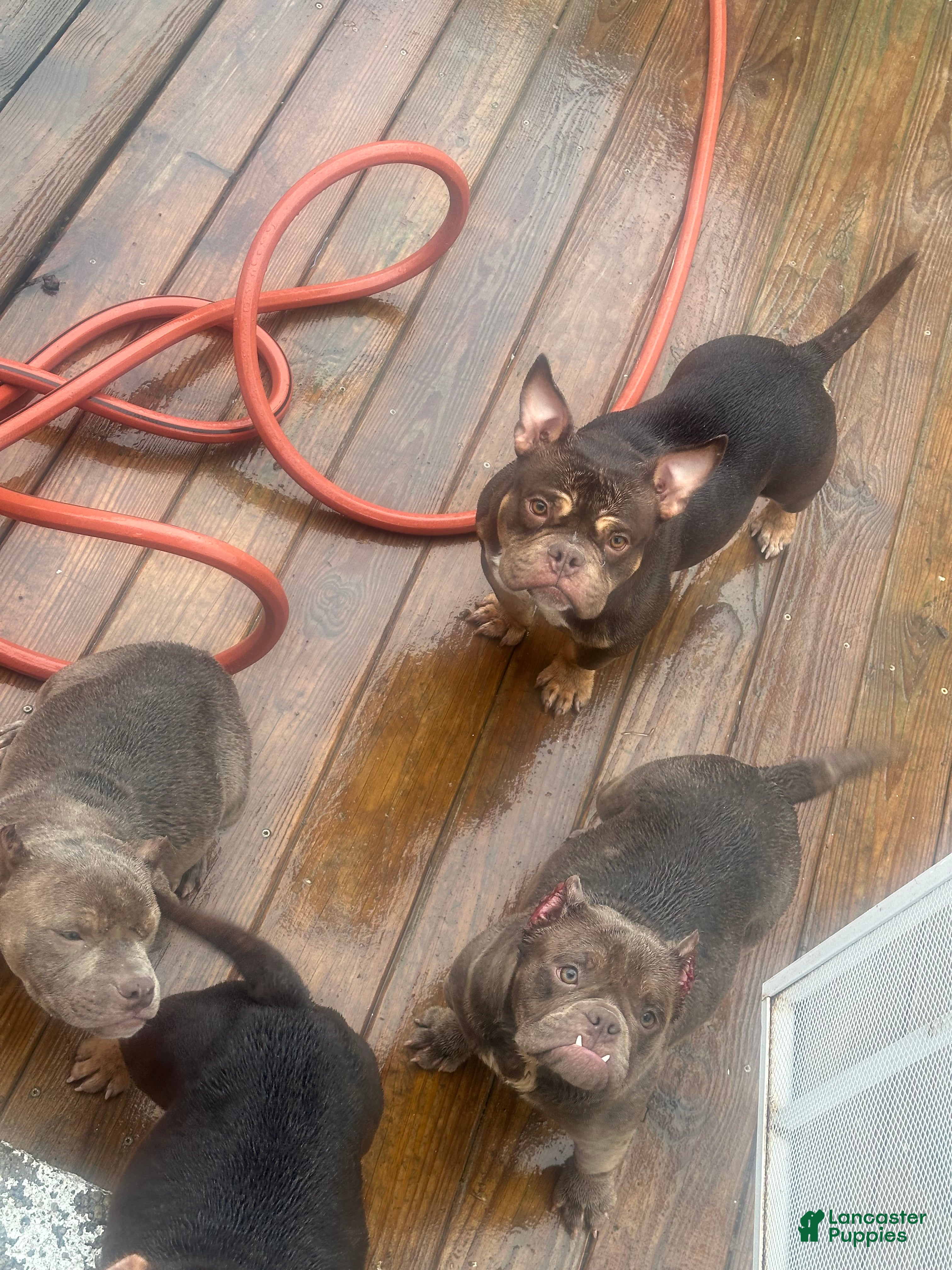 American Bully dogs Fendi - Ad 1