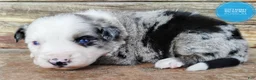 Miniature Australian Shepherd dogs for sale: Possum  - Ad 4