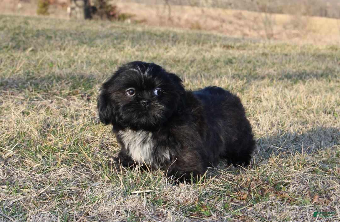 Shih Tzu dogs for sale: Elvis - Ad 2