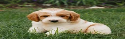 Miniature Labradoodle dogs for sale: Freddy  - Ad 1