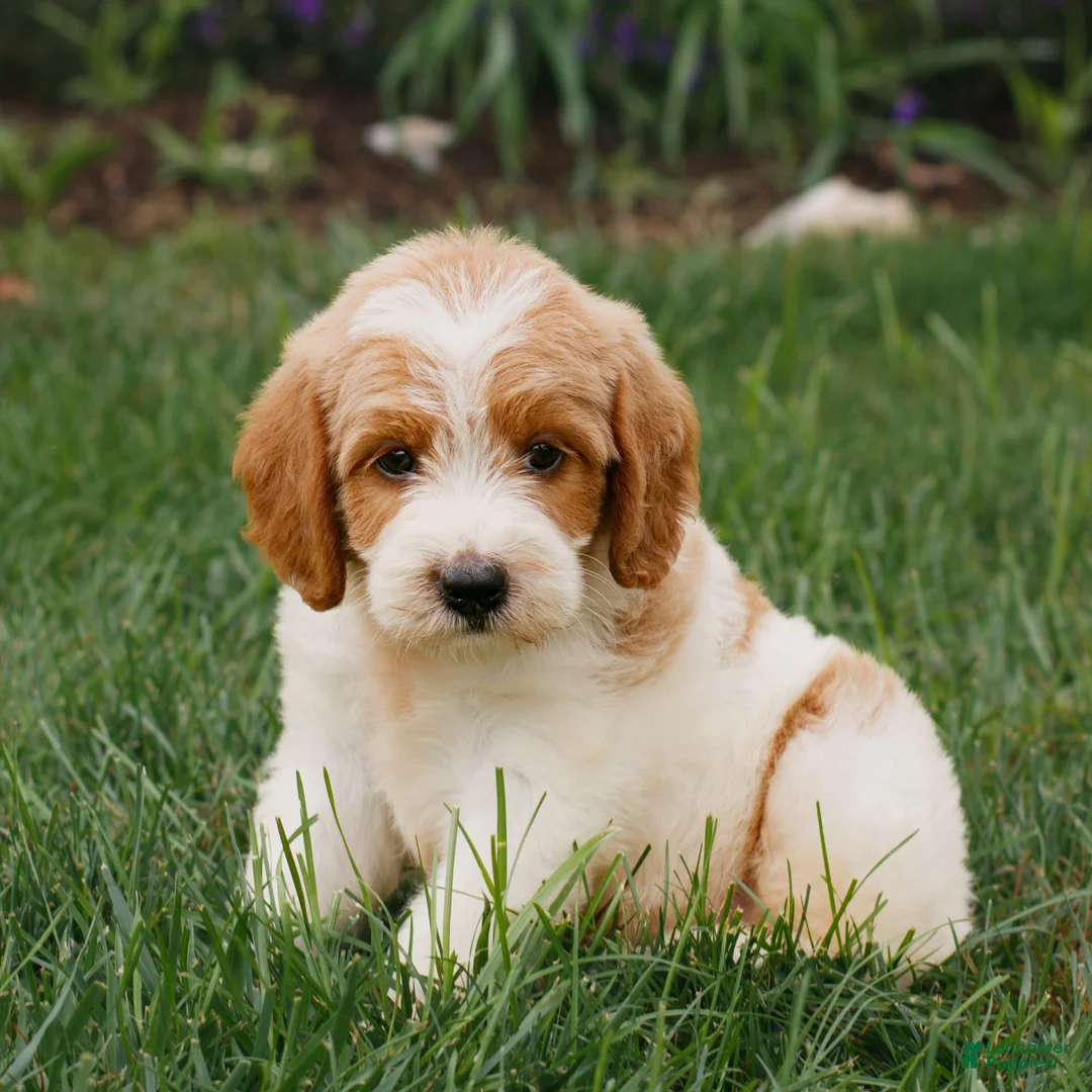 Miniature Labradoodle dogs for sale: Freddy  - Ad 1
