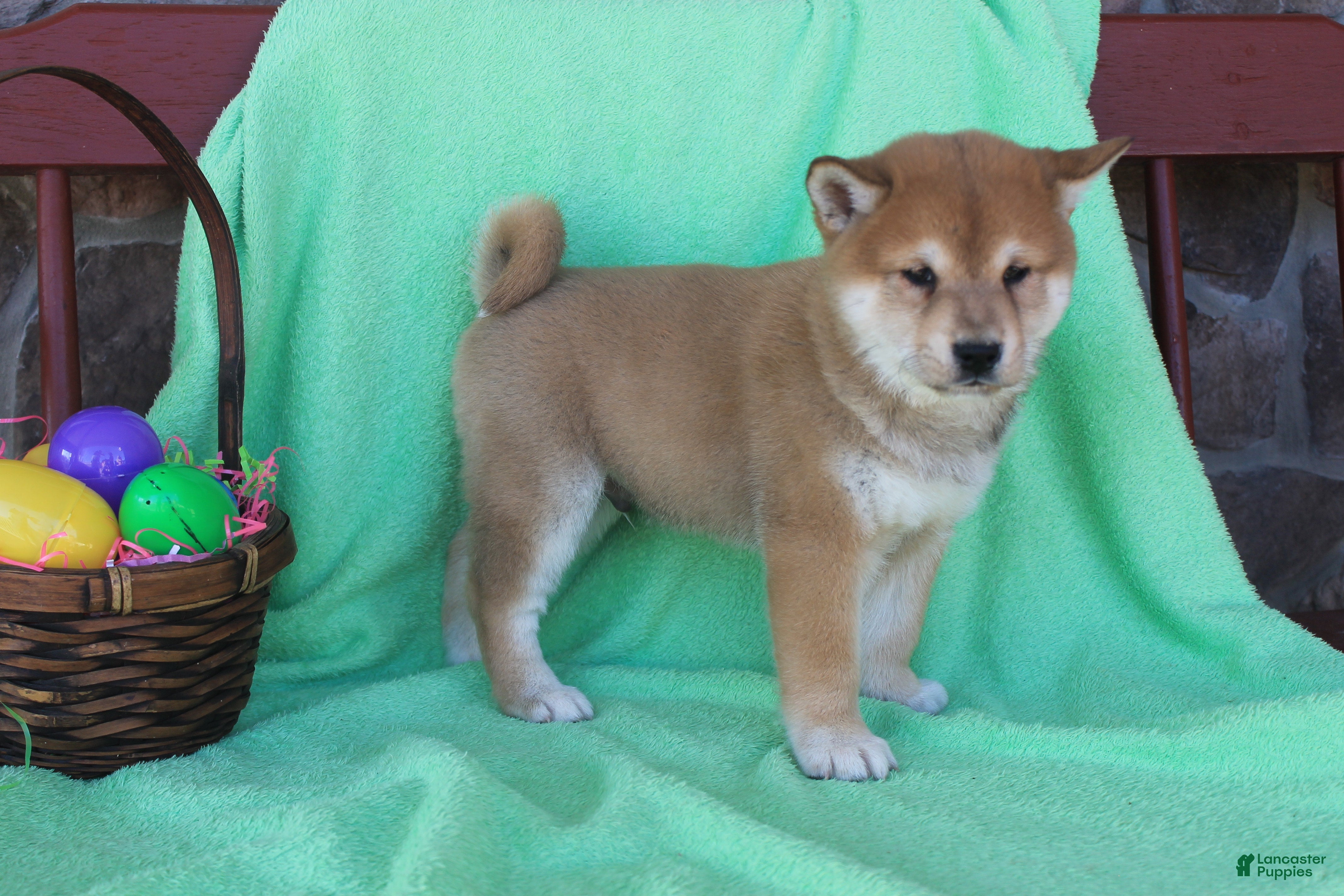 Shiba Inu dogs Gaston - Ad 2