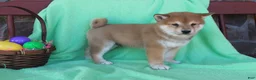 Shiba Inu dogs for sale: Gaston - Ad 2
