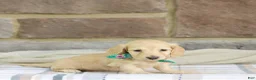 Miniature Dachshund dogs for sale: Princess - Ad 1