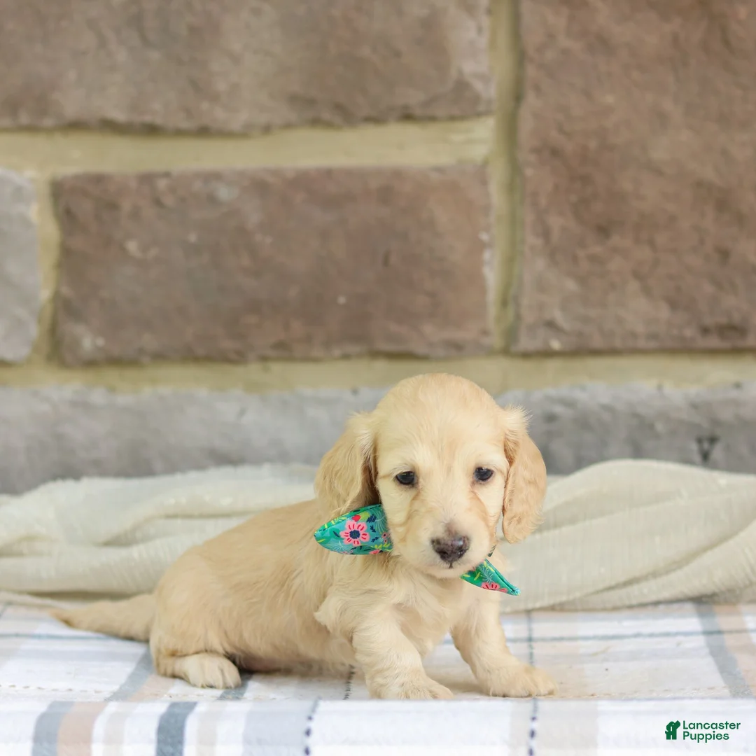 Miniature Dachshund dogs for sale: Princess - Ad 1