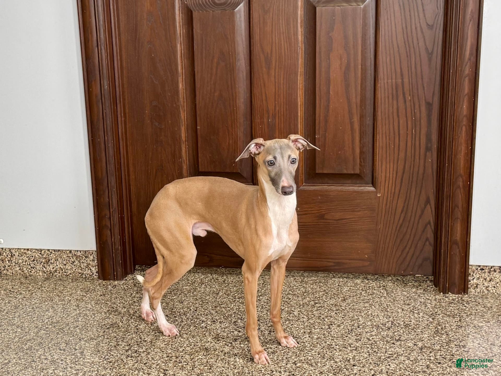 Italian Greyhound dogs Kenny - Ad 18