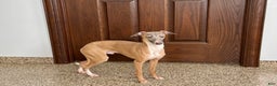 Italian Greyhound dogs for sale: Kenny - Ad 1