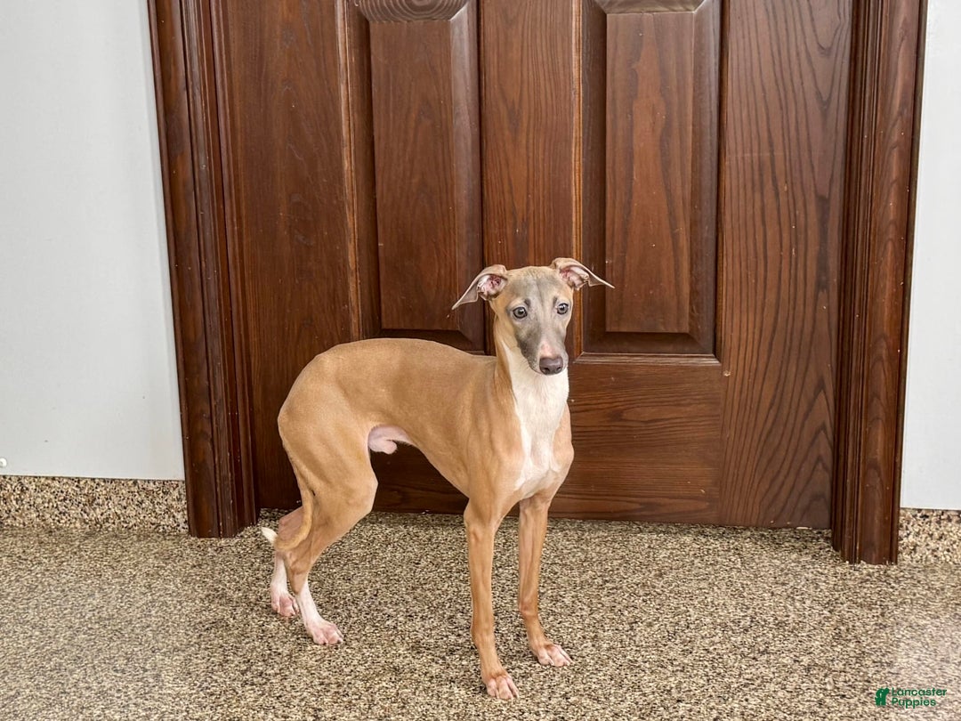 Italian Greyhound dogs for sale: Kenny - Ad 1