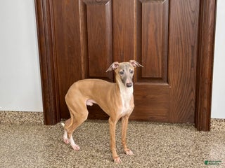 Italian Greyhound dogs Kenny - Ad 16