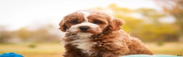 Cavapoo dogs for sale: Kohen - Ad 7
