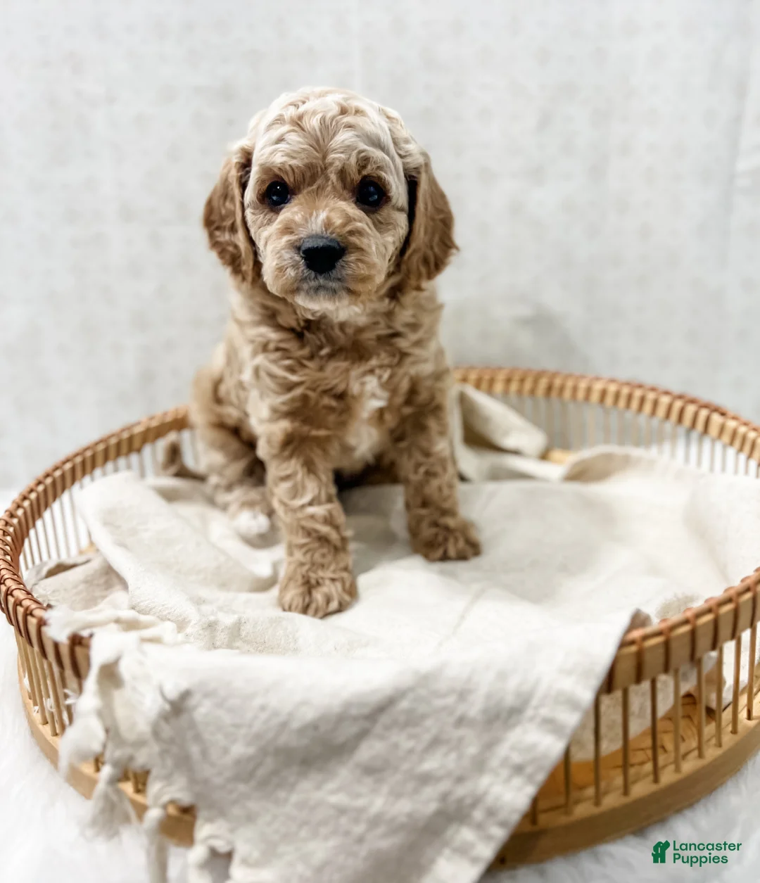 Cavapoo dogs for sale: Remi - Ad 4
