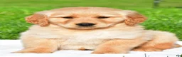 Golden Retriever dogs for sale: Charlie - Ad 2