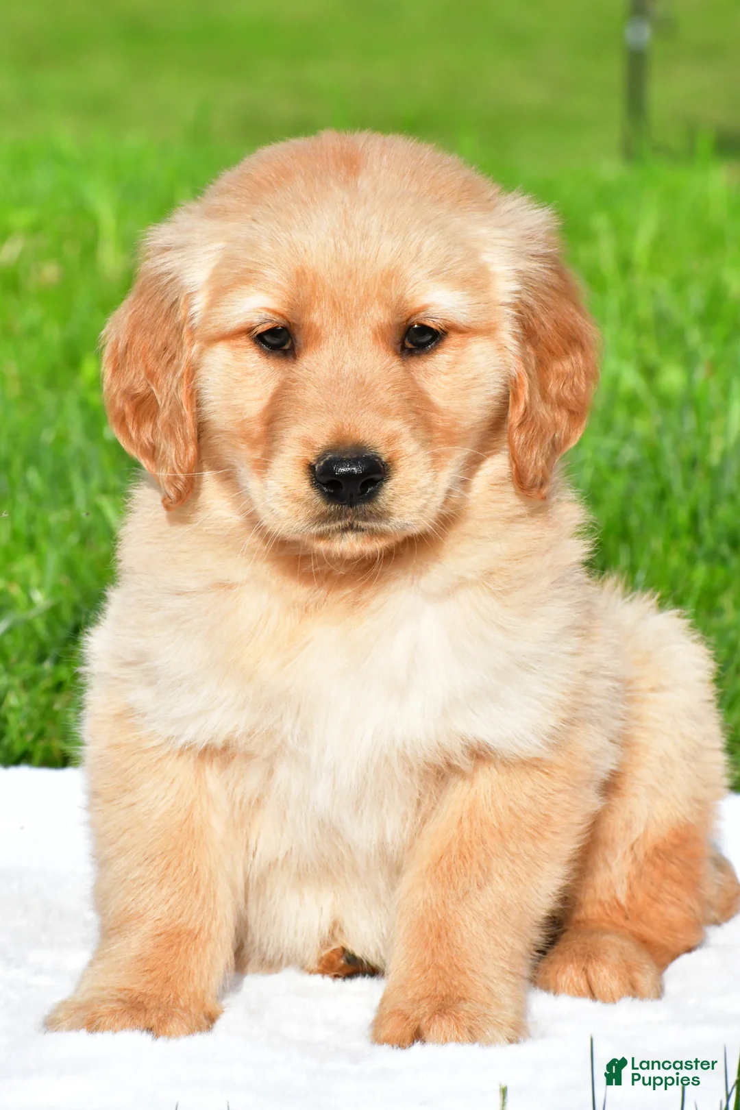 Golden Retriever dogs for sale: Charlie - Ad 2