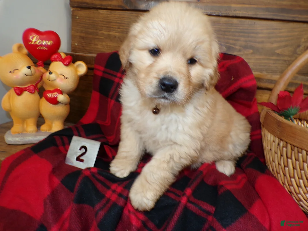 Golden Retriever dogs for sale: Golden Retriever Puppy 2 Buddy - Ad 3