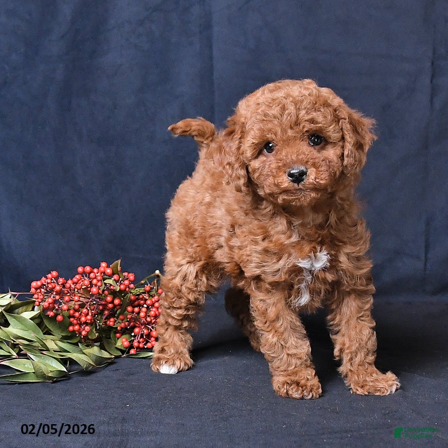 Miniature Poodle dogs Oakley - Ad 2