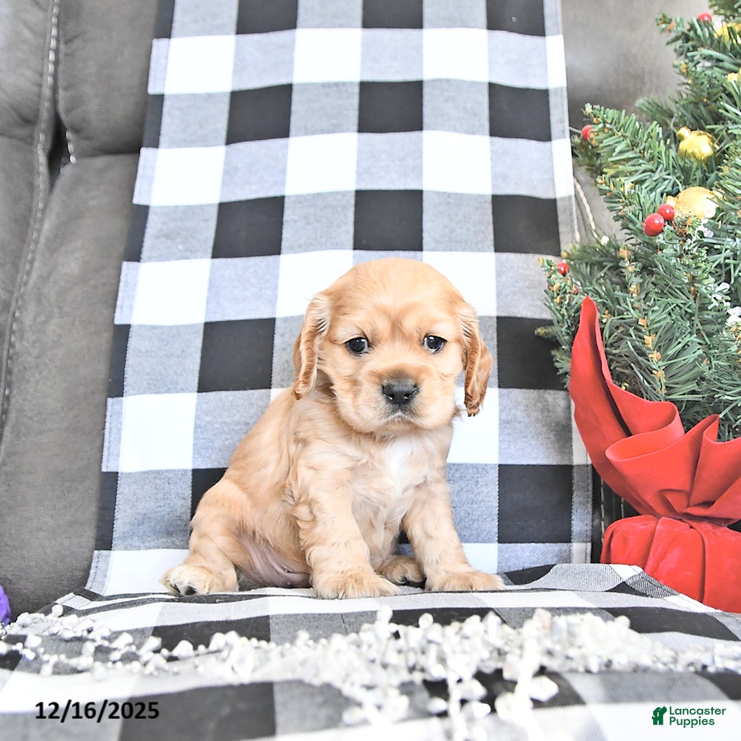 Cocker Spaniel dogs for sale: Winter - Ad 2