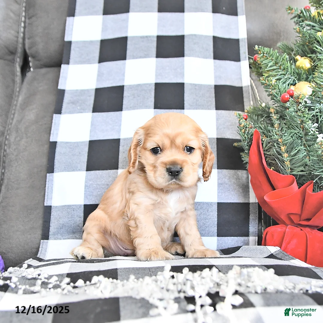 Cocker Spaniel dogs for sale: Winter - Ad 2