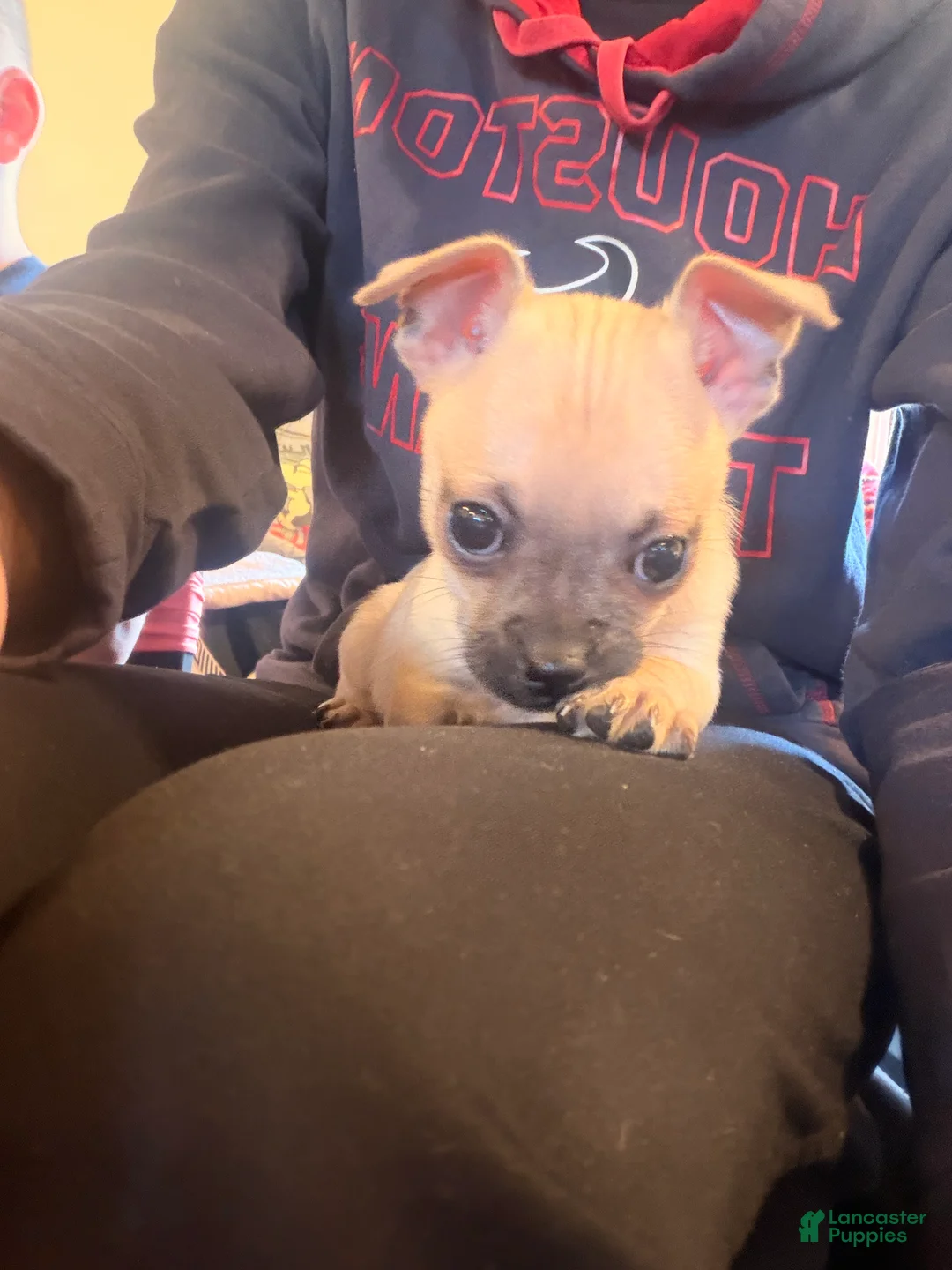 Mixed Breed dogs for sale: Goldy (female) - Ad 5