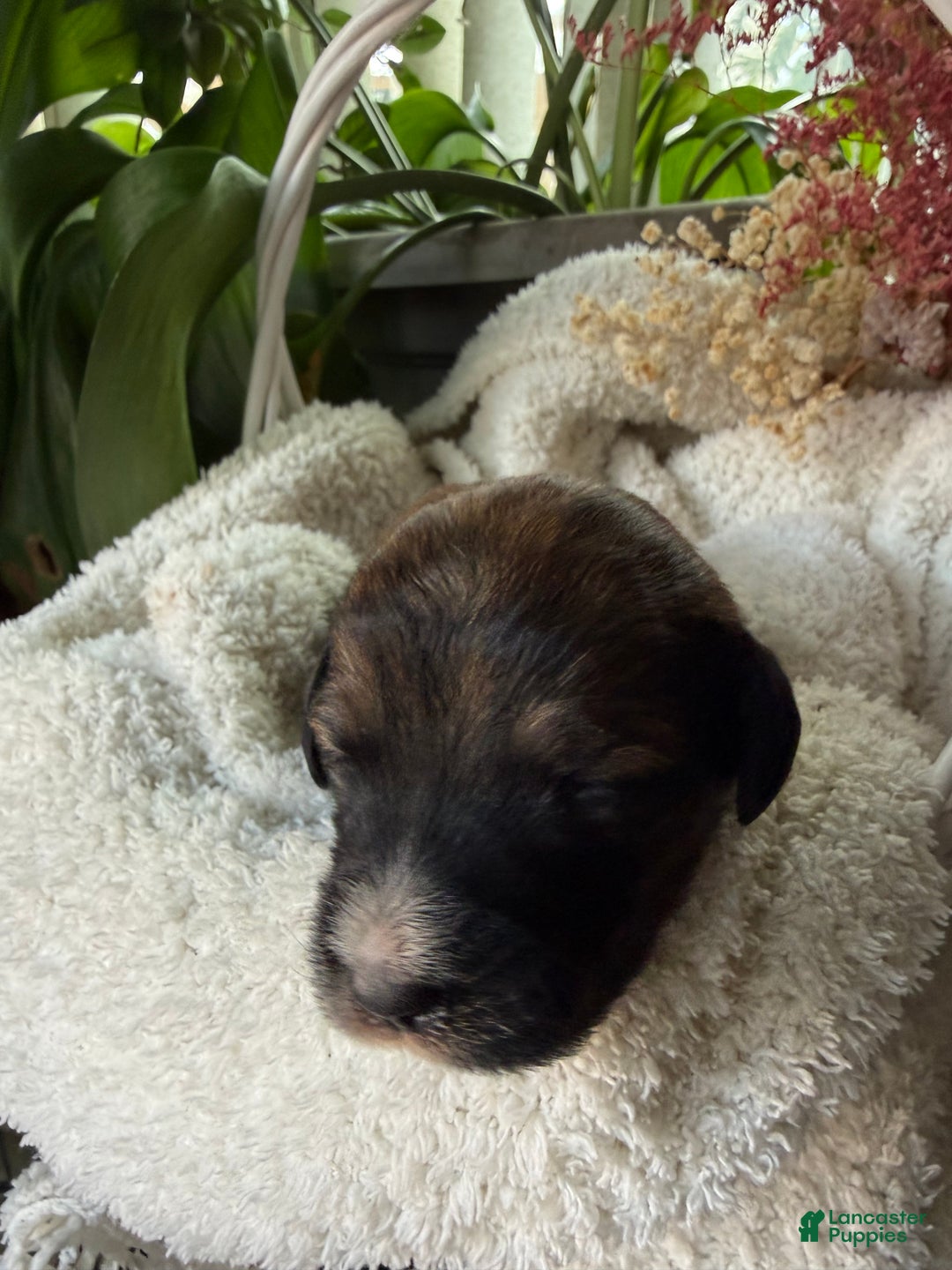 Mixed Breed dogs for sale: Sofie - Ad 2