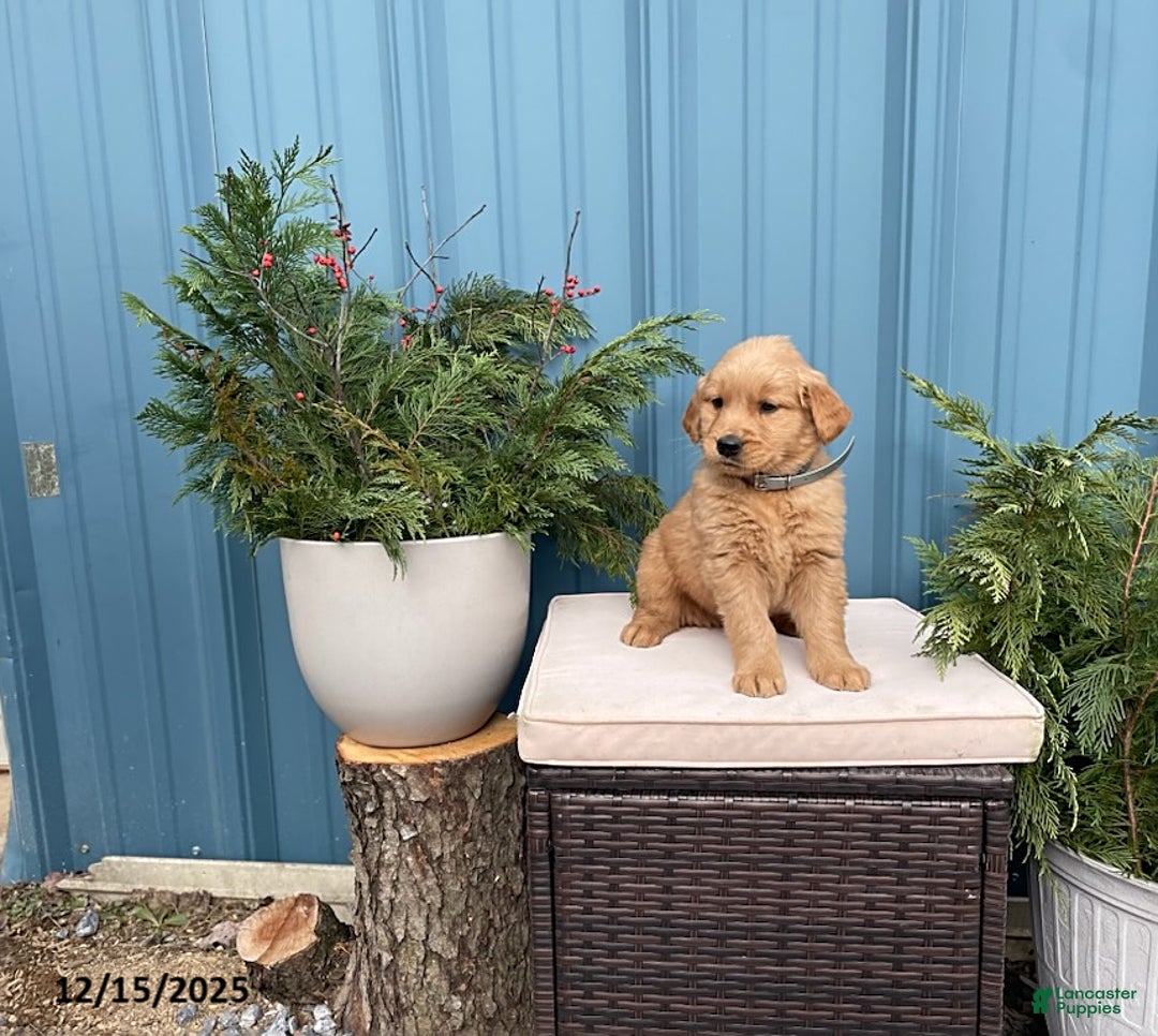 Golden Retriever dogs for sale: Cody - Ad 2