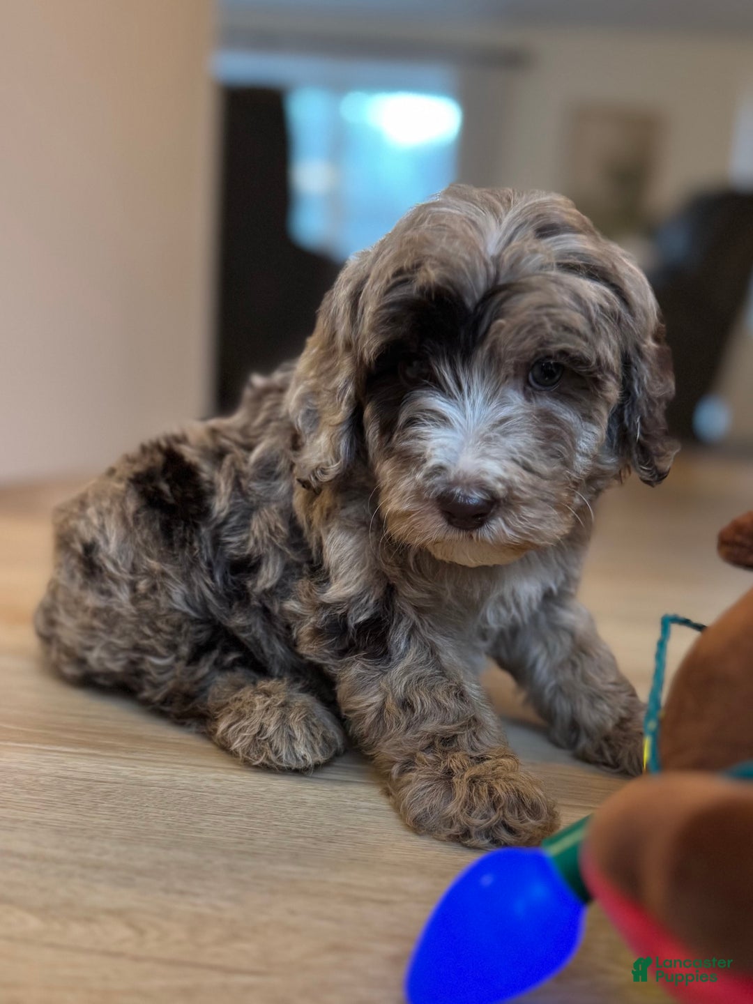 Mini Goldendoodle dogs for sale: Winston - Ad 6