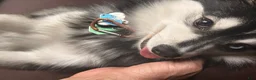 Pomsky dogs for sale: Volfie/ Wolfie - Ad 2