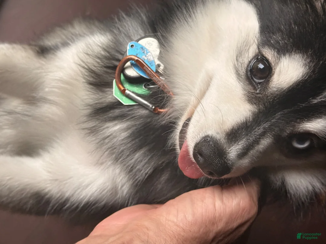 Pomsky dogs for sale: Volfie/ Wolfie - Ad 2