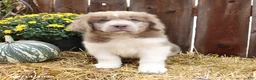 Newfoundland dogs for sale: Buddy - Ad 4