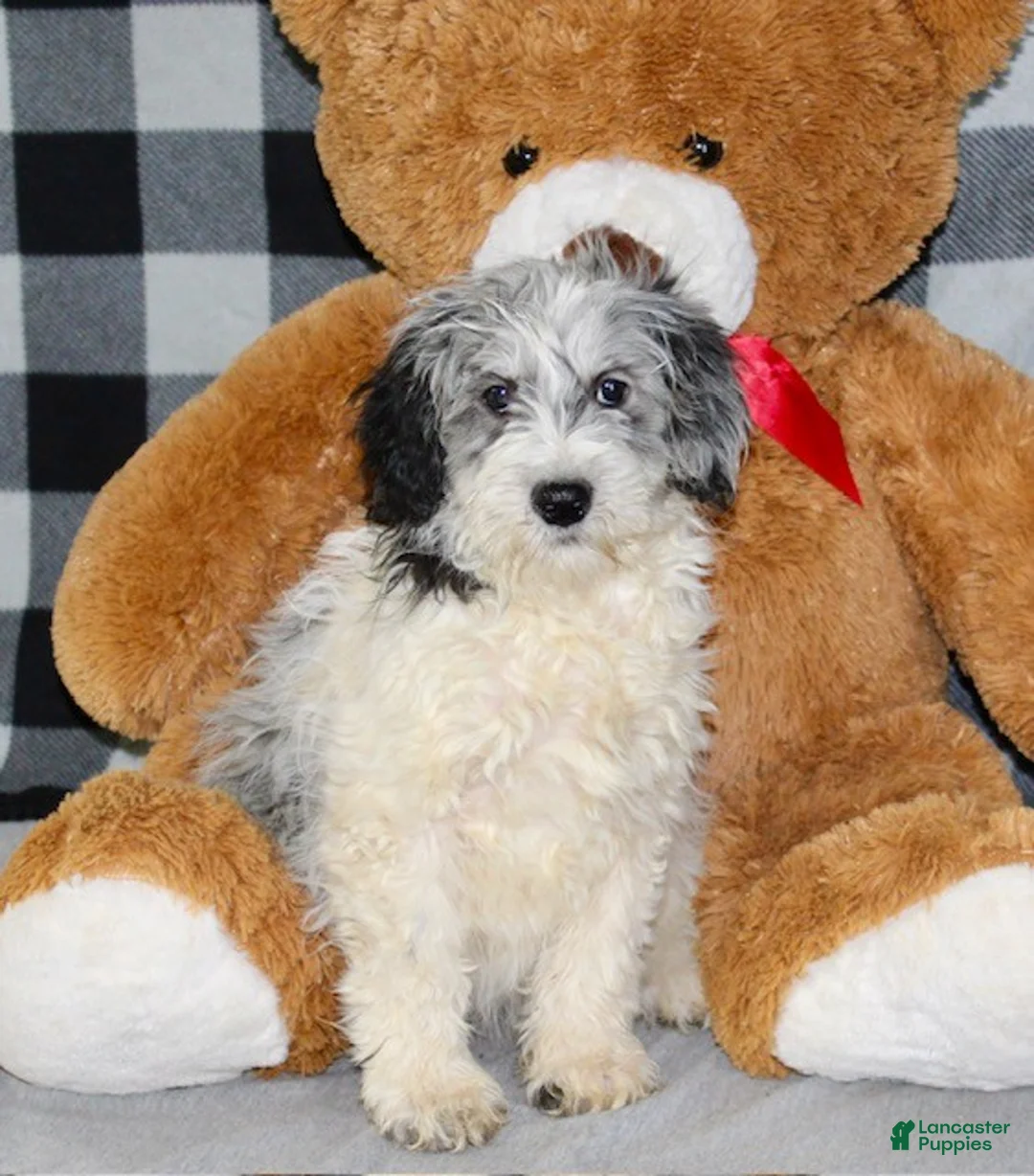 Mixed Breed dogs for sale: Rosie - Ad 5