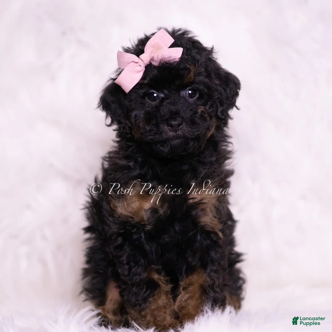 Toy Poodle dogs for sale: Dazzle - Ad 1