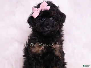 Toy Poodle dogs Dazzle - Ad 10