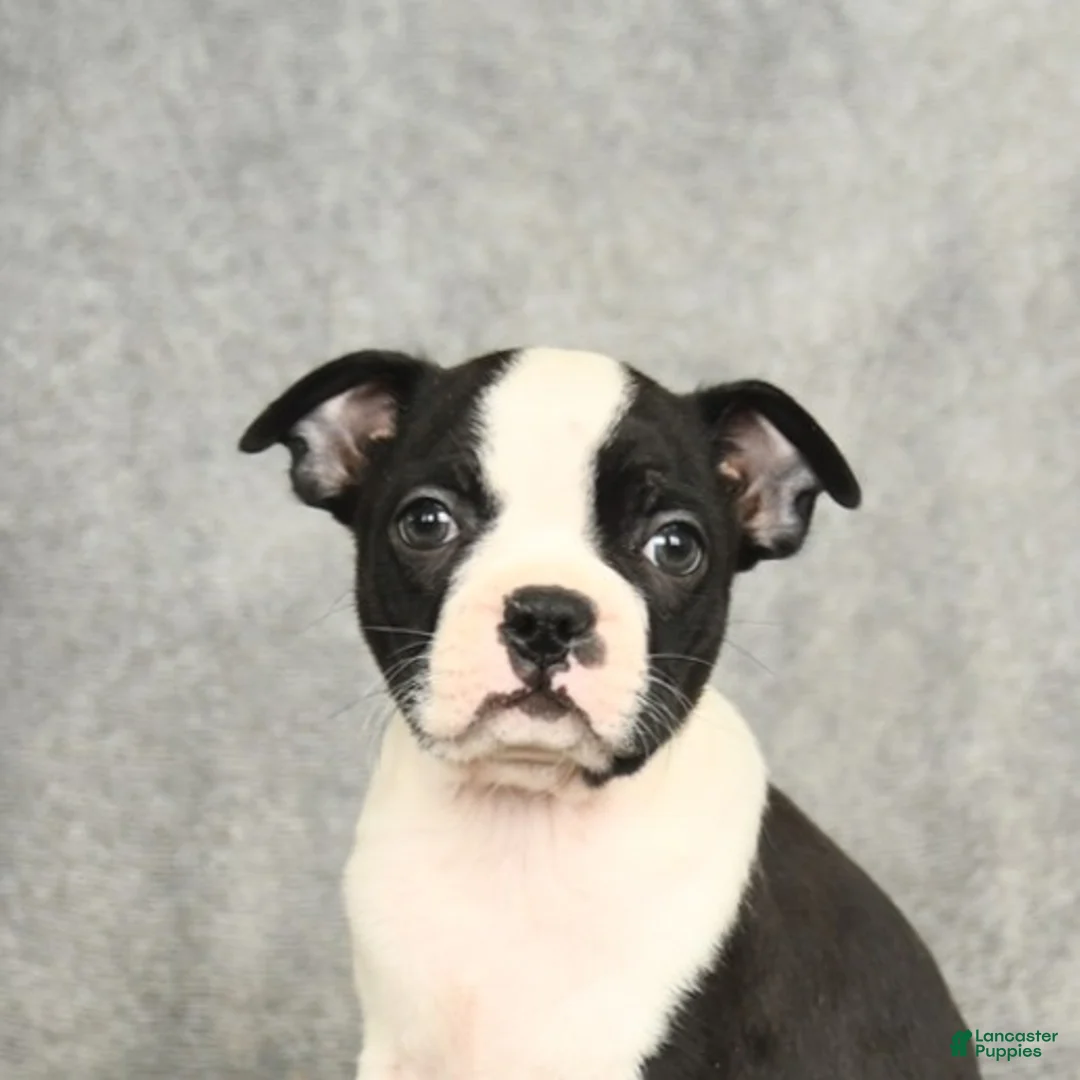 Boston Terrier dogs for sale: Blossom - Ad 4