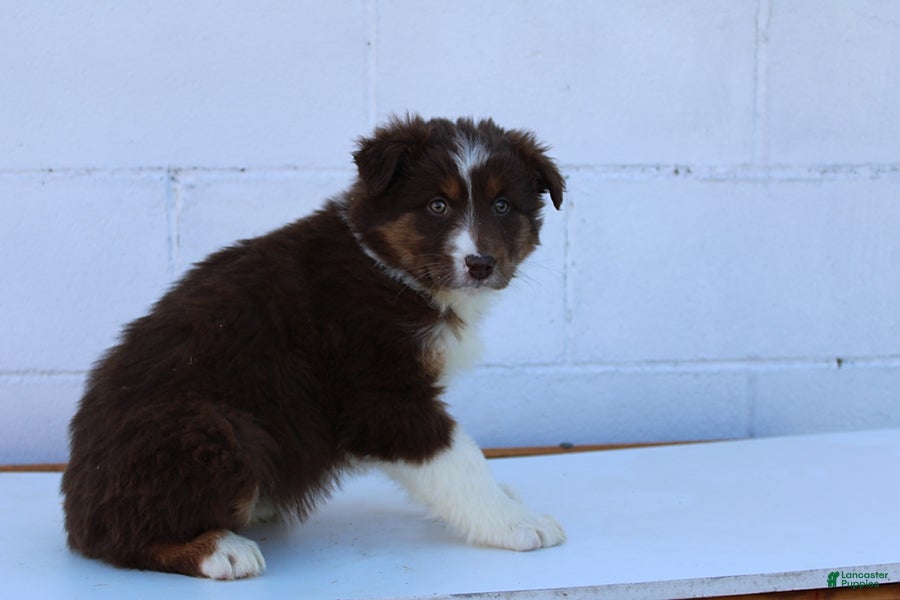 Australian Shepherd dogs Suzy - Ad 2