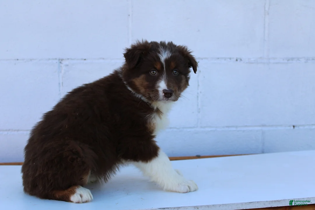 Australian Shepherd dogs for sale: Suzy - Ad 2