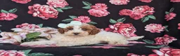 Miniature Poodle dogs for sale: Carleen - Ad 4