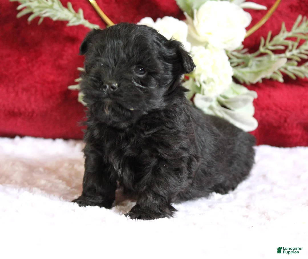 Yorkiepoo dogs for sale: Bentley - Ad 3