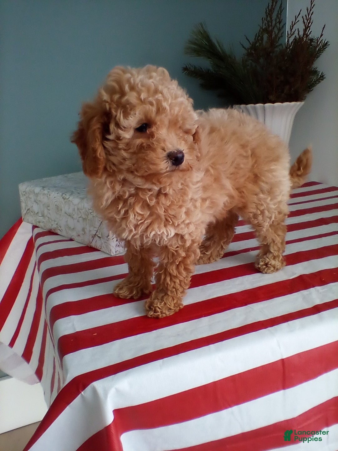 Miniature Poodle dogs for sale: Juniper - Ad 3