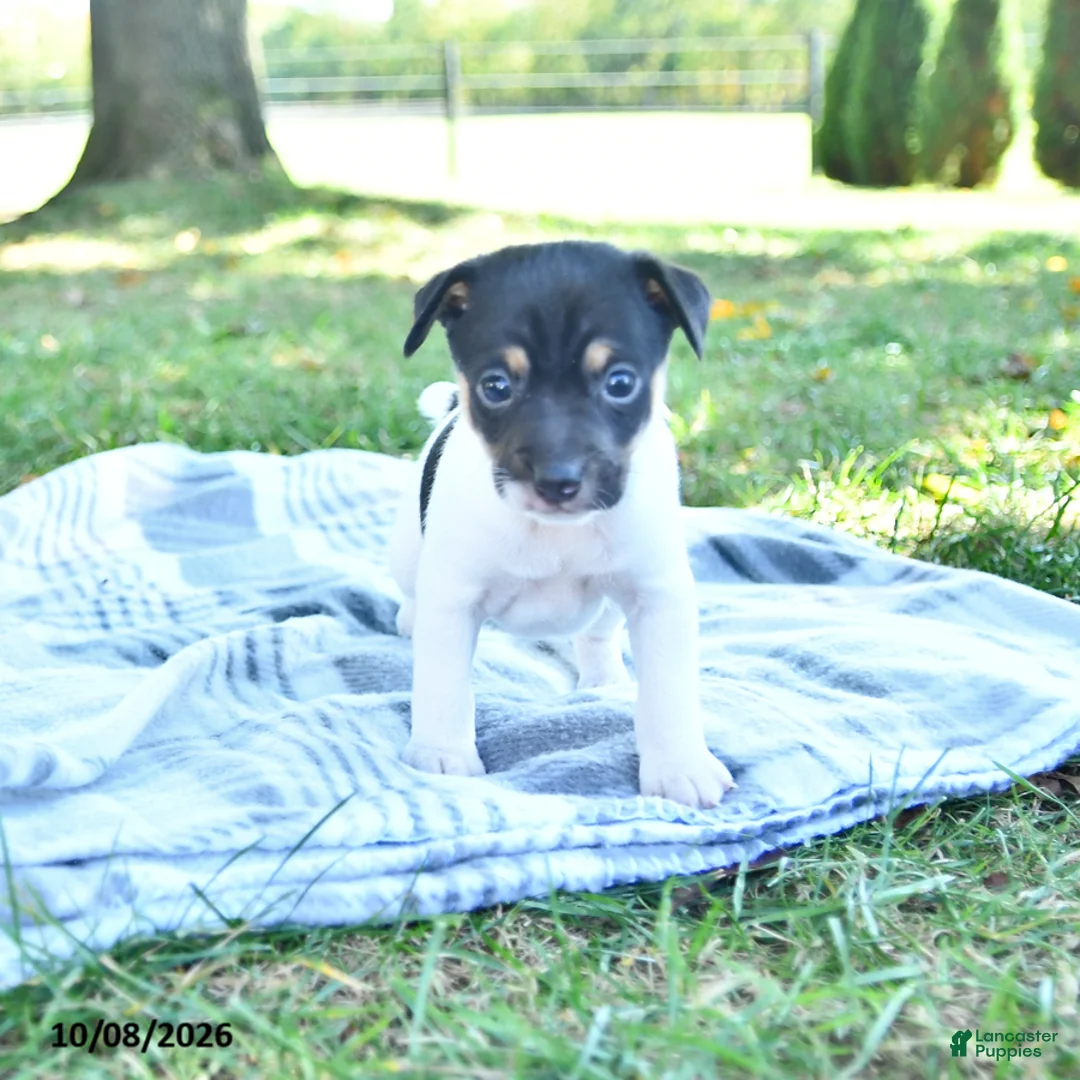 Rat Terrier dogs for sale: Rubble - Ad 1