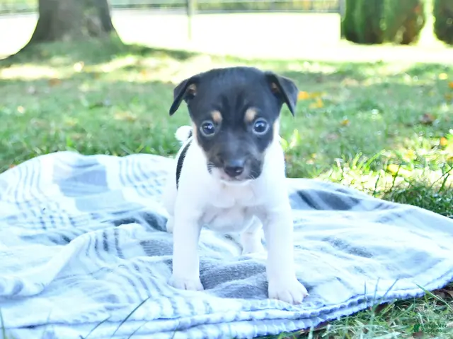 Rat Terrier dogs for sale: Rubble - Ad 1