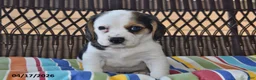 Beagle dogs for sale: Oddie - Ad 3