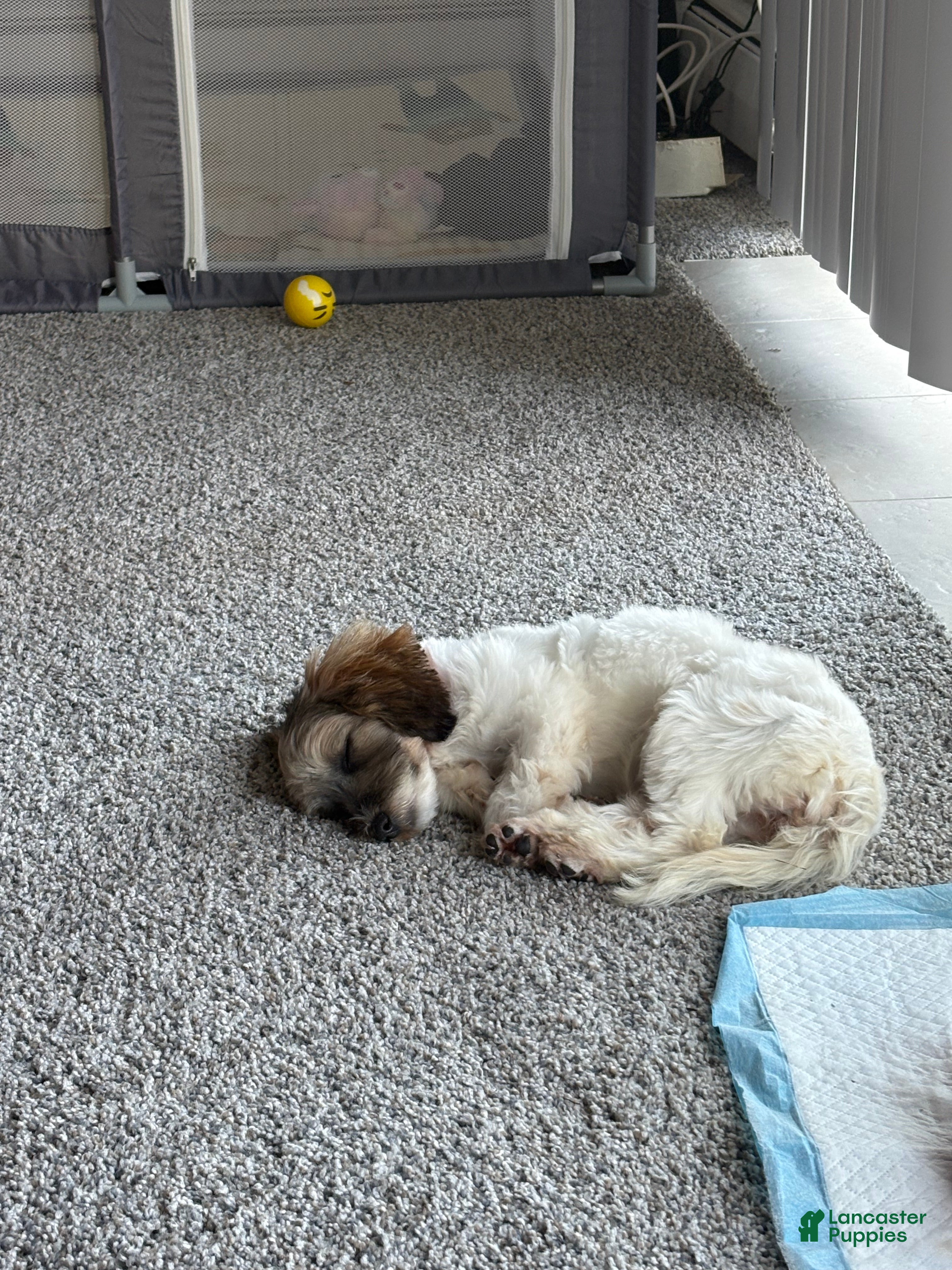 Havapoo dogs Stormi - Ad 36