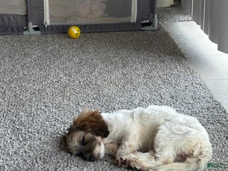 Havapoo dogs Stormi - Ad 36