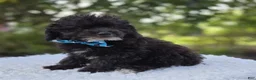 Toy Poodle dogs for sale: Billy - Ad 8