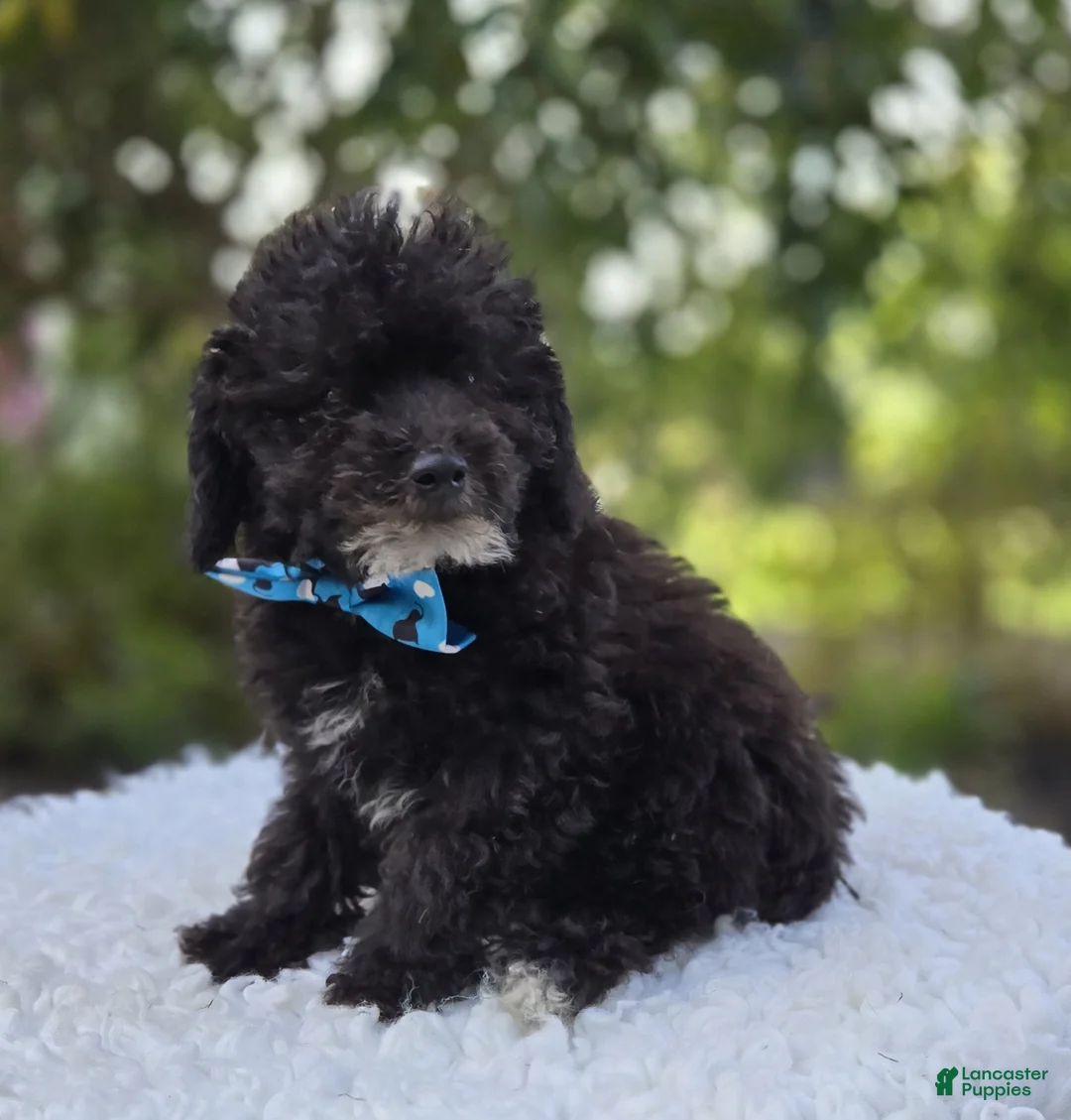 Toy Poodle dogs for sale: Billy - Ad 8