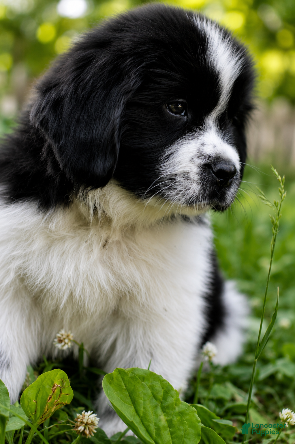 Newfoundland dogs Mario - Ad 2