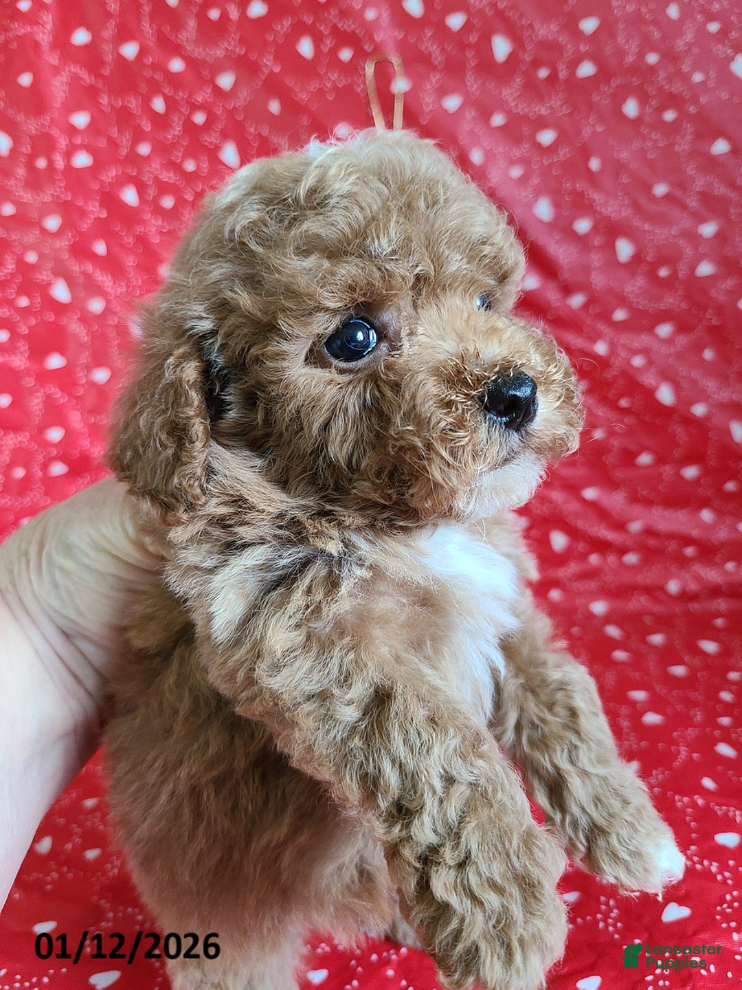 Bichpoo dogs for sale: Dash - Ad 8