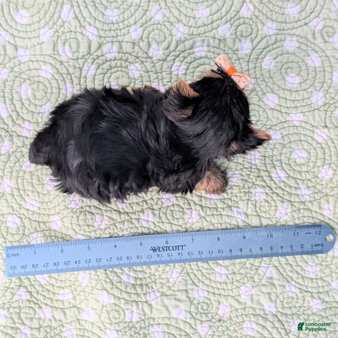 Yorkshire Terrier dogs for sale: Shortbread - Ad 9
