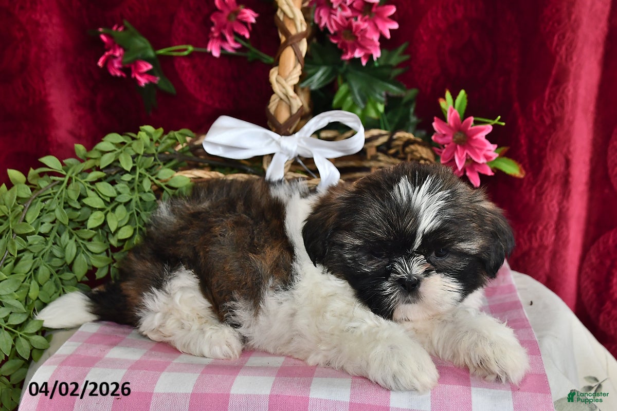Shih Tzu dogs Alexis - Ad 2