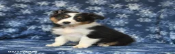 Shetland Sheepdog dogs for sale: Peaches - Ad 1