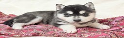 Alaskan Klee Kai dogs for sale: Mishka - Ad 2
